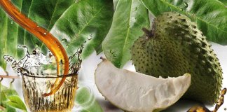 Graviola, um milagre natural para a cura do câncer Graviola, um milagre natural para a cura do câncer