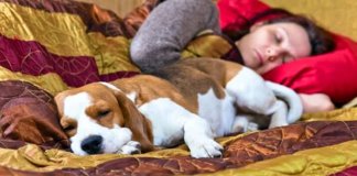 Segundo a ciência, é melhor uma mulher dormir com um cachorro do que com outro ser humano Segundo a ciência, é melhor uma mulher dormir com um cachorro do que com outro ser humano