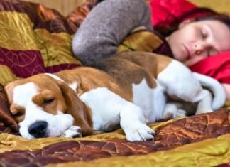 Segundo a ciência, é melhor uma mulher dormir com um cachorro do que com outro ser humano