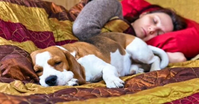 Segundo a ciência, é melhor uma mulher dormir com um cachorro do que com outro ser humano