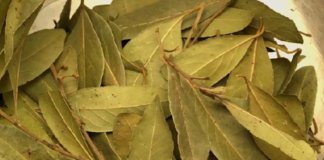 Folhas de louro: contra insônia, açúcar no sangue, hipertensão arterial e gordura.