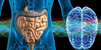 INTESTINO “Nosso Segundo Cérebro” INTESTINO “Nosso Segundo Cérebro”