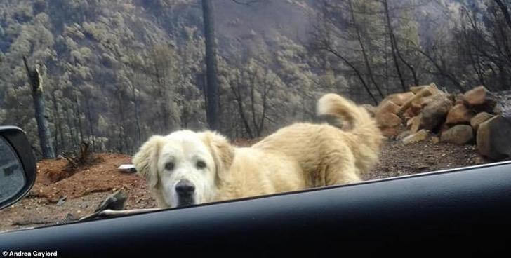 contioutra.com - Cão sobreviveu aos incêndios na Califórnia e esperou por seus donos por um mês em sua casa destruída