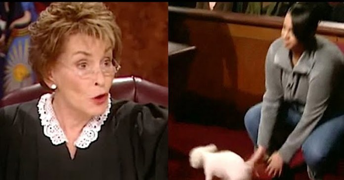 Juíza libera cão em tribunal para que ele mostre quem realmente é seu dono.