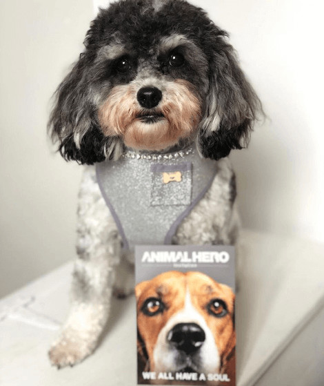 contioutra.com - O Reino Unido proibiu a venda de  cachorros e gatos em lojas