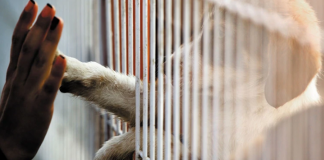 O Reino Unido proibiu a venda de  cachorros e gatos em lojas