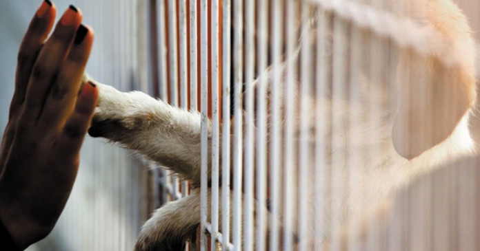 O Reino Unido proibiu a venda de  cachorros e gatos em lojas