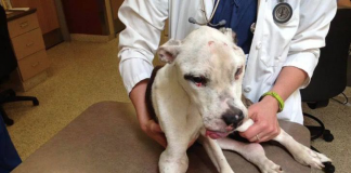 O caso do homem que recebeu 10 anos de prisão por maltratar seu cachorro. O caso do homem que recebeu 10 anos de prisão por maltratar seu cachorro.