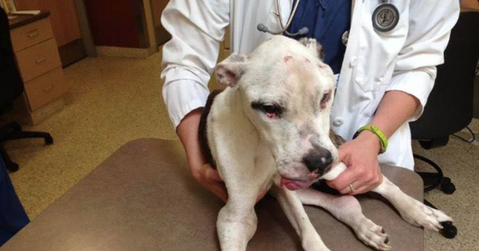 O caso do homem que recebeu 10 anos de prisão por maltratar seu cachorro.