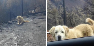Cão sobreviveu aos incêndios na Califórnia e esperou por seus donos por um mês em sua casa destruída Cão sobreviveu aos incêndios na Califórnia e esperou por seus donos por um mês em sua casa destruída