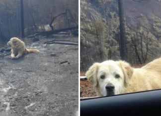 Cão sobreviveu aos incêndios na Califórnia e esperou por seus donos por um mês em sua casa destruída