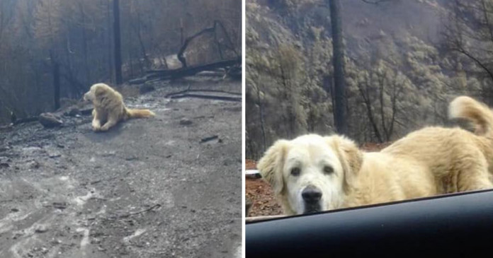 Cão sobreviveu aos incêndios na Califórnia e esperou por seus donos por um mês em sua casa destruída