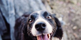 Os olhos de um animal têm o poder de falar uma língua única