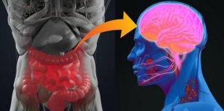 Apêndice pode ser o responsável pela doença de Parkinson, diz pesquisa