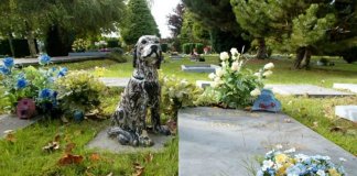 Nova York aprovou lei que permite que animais de estimação sejam enterrados ao lado de seus donos no cemitério