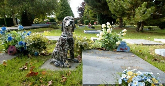 Nova York aprovou lei que permite que animais de estimação sejam enterrados ao lado de seus donos no cemitério