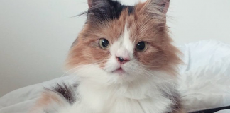 Gatos nasceram com as mesmas necessidades especiais, quando se encontram, se tornam inseparáveis.