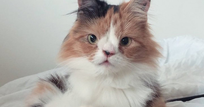 Gatos nasceram com as mesmas necessidades especiais, quando se encontram, se tornam inseparáveis.