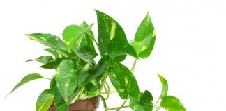 3 plantas que você deve ter em sua casa para atrair boa sorte 3 plantas que você deve ter em sua casa para atrair boa sorte