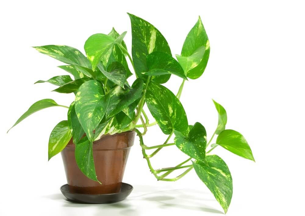 3 plantas que você deve ter em sua casa para atrair boa sorte