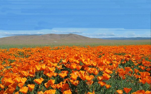 A BELEZA DAS FLORES DO DESERTO DO ATACAMA