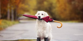 A hora de consertar o telhado é quando não está chovendo A hora de consertar o telhado é quando não está chovendo