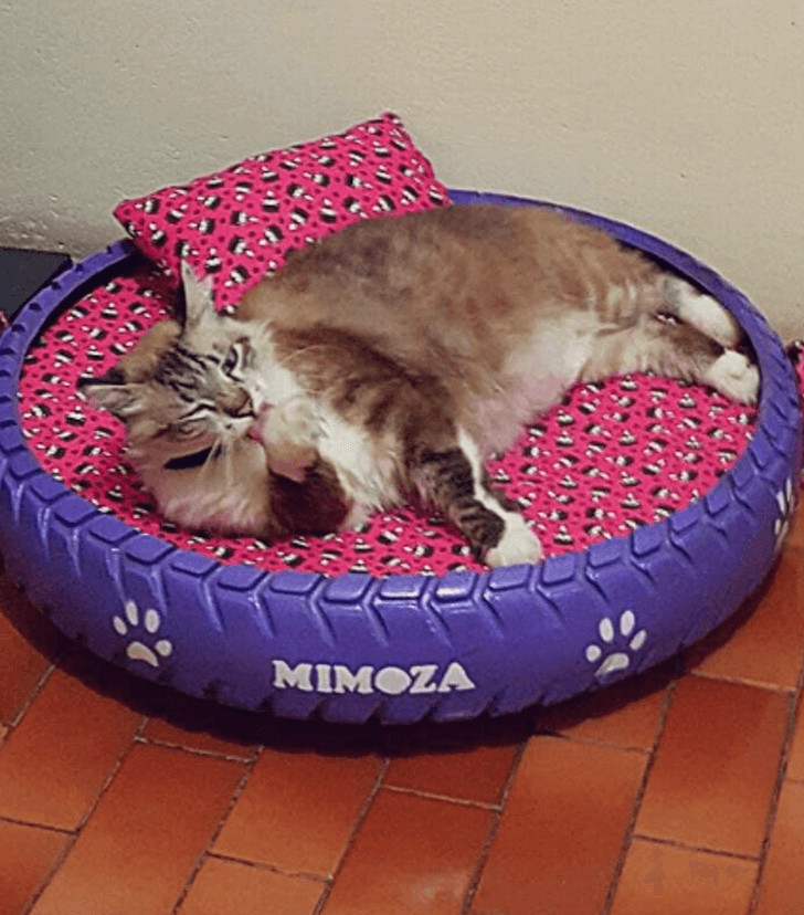 contioutra.com - Jovem transforma pneus velhos em lindas caminhas para pets.
