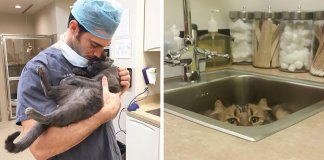 Clínica veterinária abriu vaga de emprego para “abraçador de gatos” Clínica veterinária abriu vaga de emprego para “abraçador de gatos”