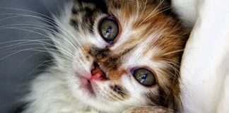 Adotar um gato alonga a vida: eles combatem a depressão e fazem bem ao coração