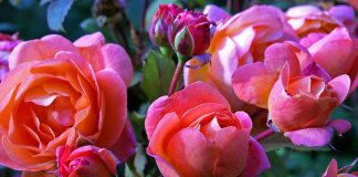 Você só precisa do caule de uma rosa para obter mais centenas de rosas