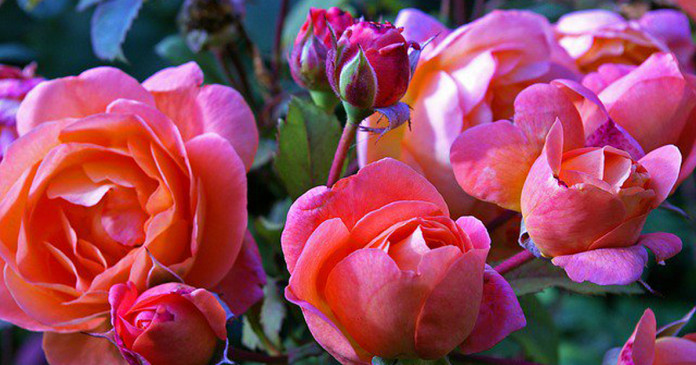Você só precisa do caule de uma rosa para obter mais centenas de rosas