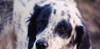 “Você deixa de viajar por não ter com quem deixar seu animalzinho?” texto que viralizou na rede