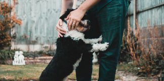 Adotar um cachorro alonga a vida: eles combatem a depressão e fazem bem ao coração