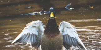 A sabedoria dos patos