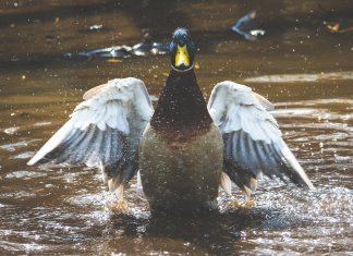 A sabedoria dos patos
