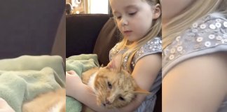 Garota canta pela última vez a seu gatinho de 14 anos. Em seus braços, ela garante que ele morra em paz