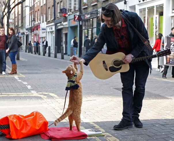 contioutra.com - Um gato de rua chamado Bob: a força do amor que cura e salva