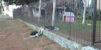 Cadelinha arrasta o seu novo cobertor para compartilhar com um cão abandonado Cadelinha arrasta o seu novo cobertor para compartilhar com um cão abandonado