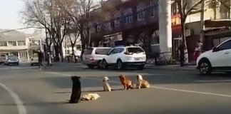 Cães bloqueiam a estrada para proteger o corpo sem vida do seu amigo.