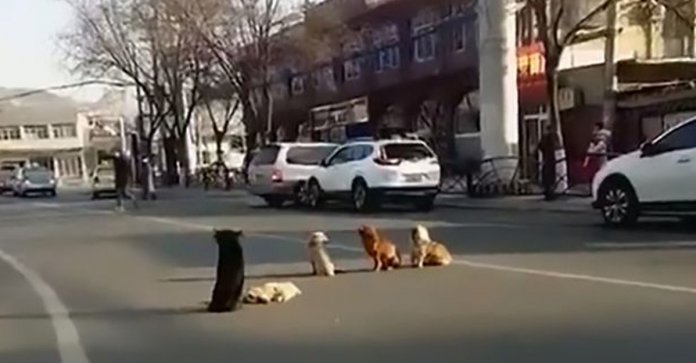 Cães bloqueiam a estrada para proteger o corpo sem vida do seu amigo.