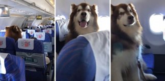 Eles permitiram que ele voasse em um assento ao lado de seu dono deficiente. Ele se comportou melhor que qualquer criança Eles permitiram que ele voasse em um assento ao lado de seu dono deficiente. Ele se comportou melhor que qualquer criança