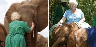 Elefantes fazem fila para abraçar essa mulher. Eles são órfãos e ela passou 40 anos cuidando deles