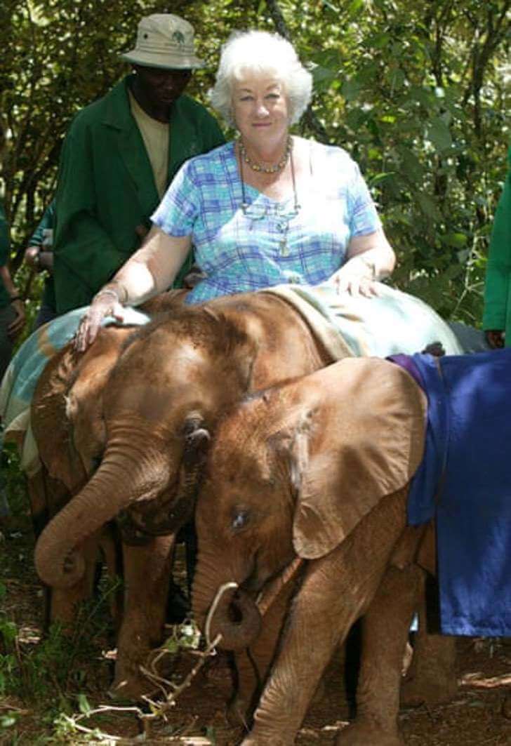 contioutra.com - Elefantes fazem fila para abraçar essa mulher. Eles são órfãos e ela passou 40 anos cuidando deles