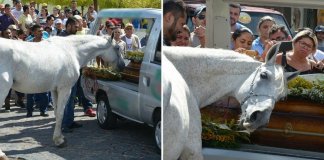 Cavalo aflito se aproxima para dar o último adeus no funeral de seu melhor amigo humano