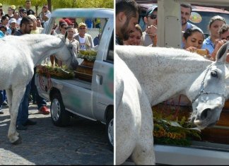 Cavalo aflito se aproxima para dar o último adeus no funeral de seu melhor amigo humano