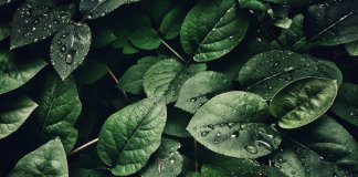 SUS lança curso online (gratuito!) sobre medicina natural