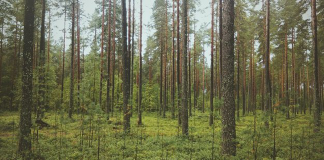 Noruega proíbe corte de árvores em todo o país Noruega proíbe corte de árvores em todo o país