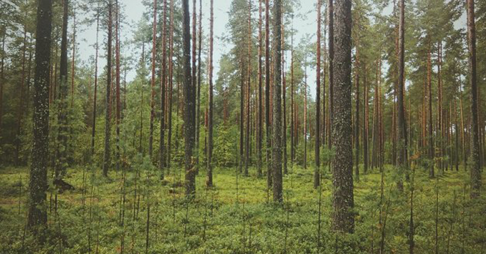 Noruega proíbe corte de árvores em todo o país
