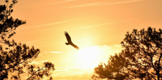 Índia proíbe pássaros em gaiolas em decisão histórica