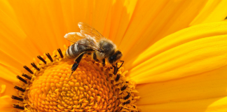 Abelhas são declaradas os seres vivos mais importantes do mundo
